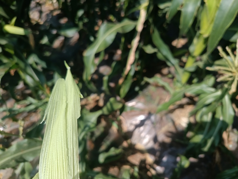 太阳花甜玉米，大量新鲜现货，欢迎老板选购