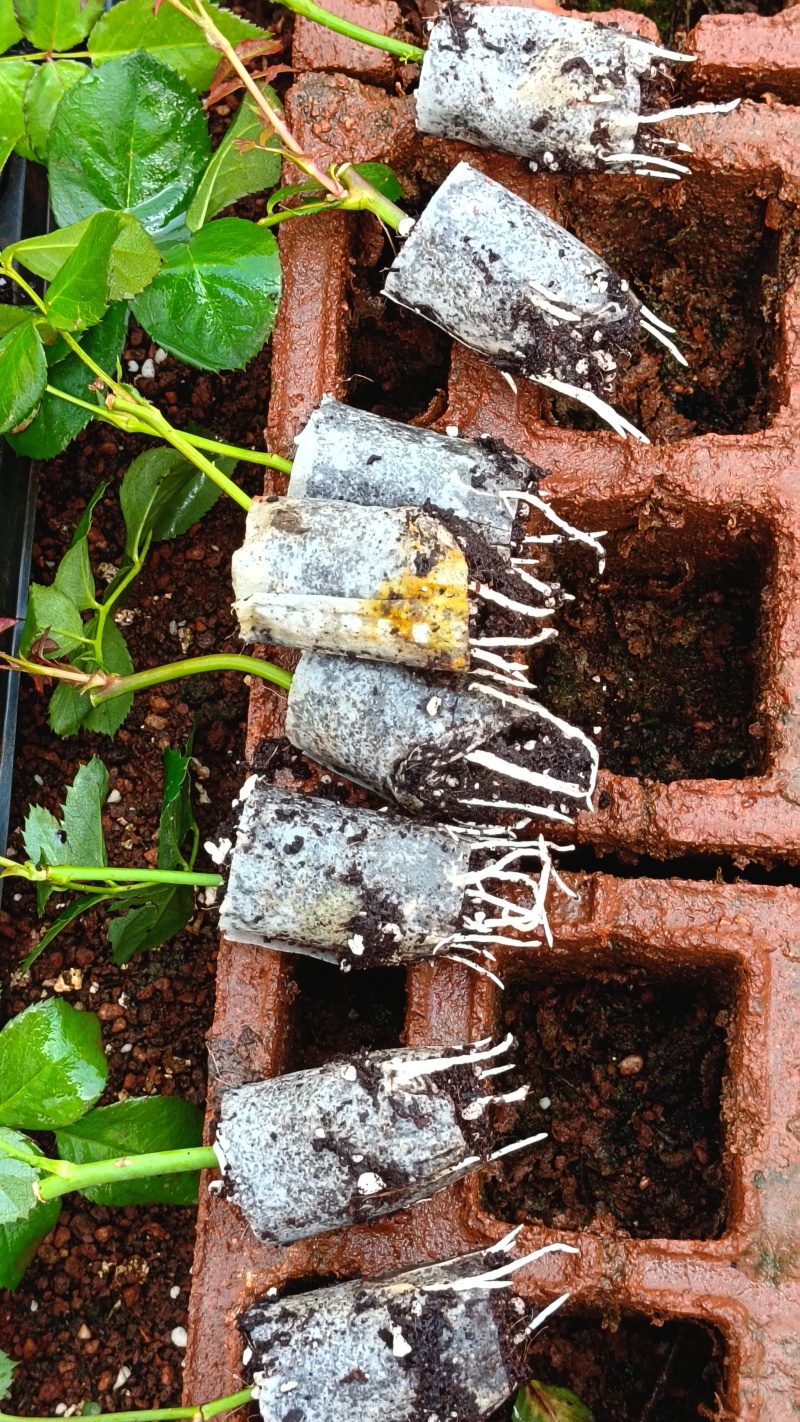 玫瑰花苗