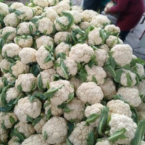 河南焦作精品散花松花菜河南菜花花菜产地直发可签合同