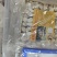 虎乳菌厂家发货品质保证量大从优