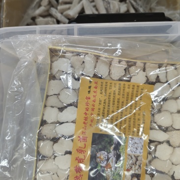 虎乳菌厂家发货品质保证量大从优