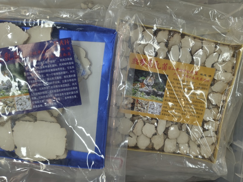 虎乳菌厂家发货品质保证量大从优