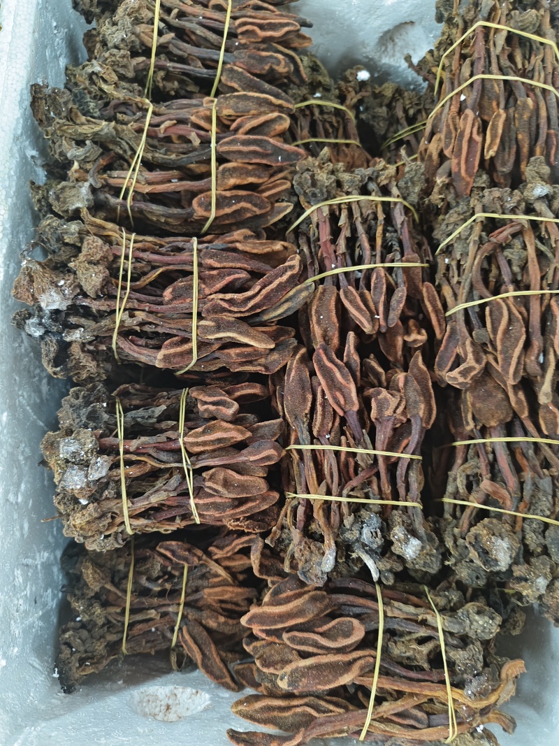 回春草三斤起发品质保证批量零售