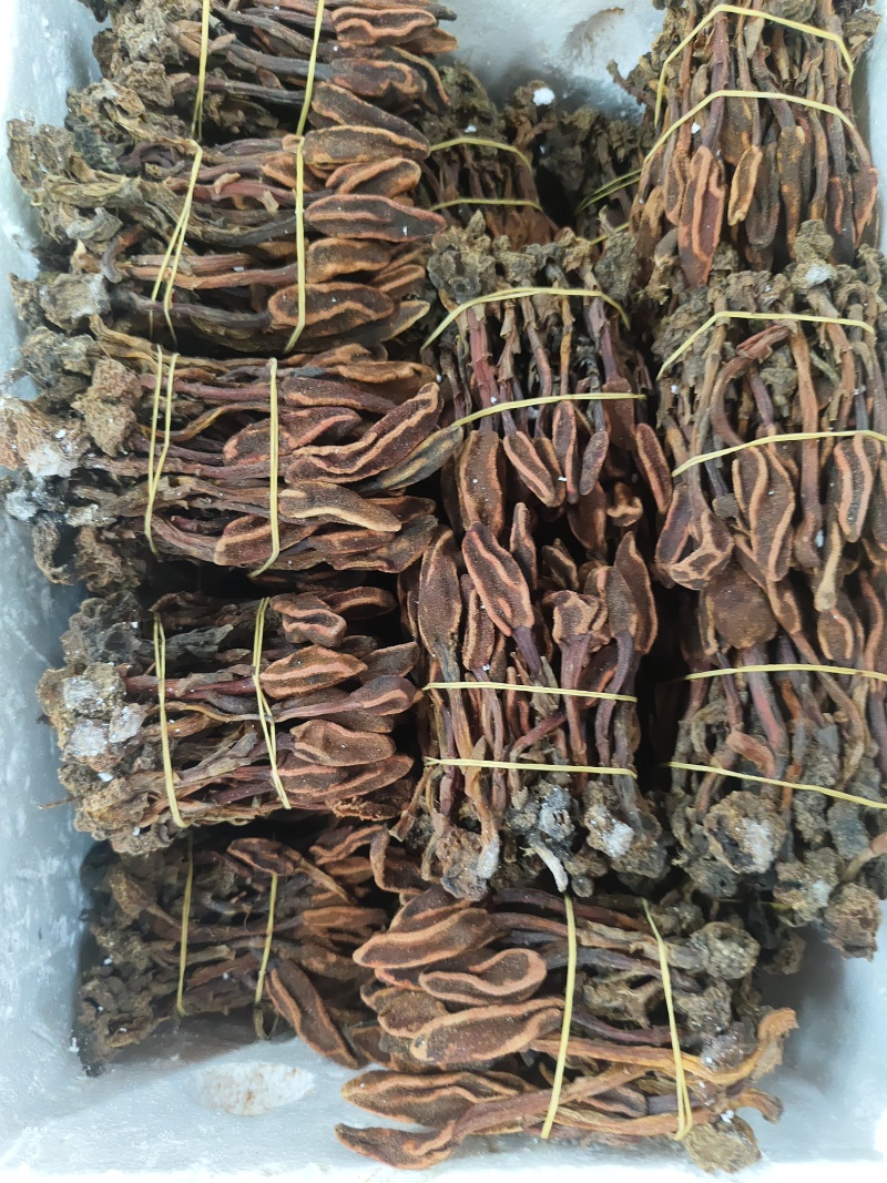 回春草三斤起发品质保证批量零售