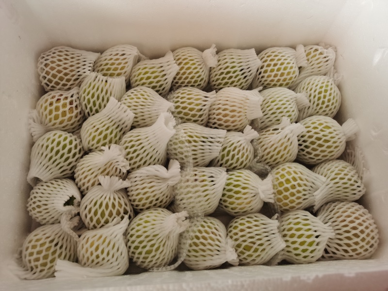 红宝石芭乐少籽系列
