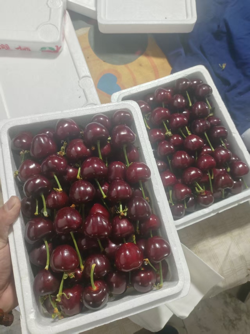 山东美早大樱桃产地直销，电商一件代发。商超