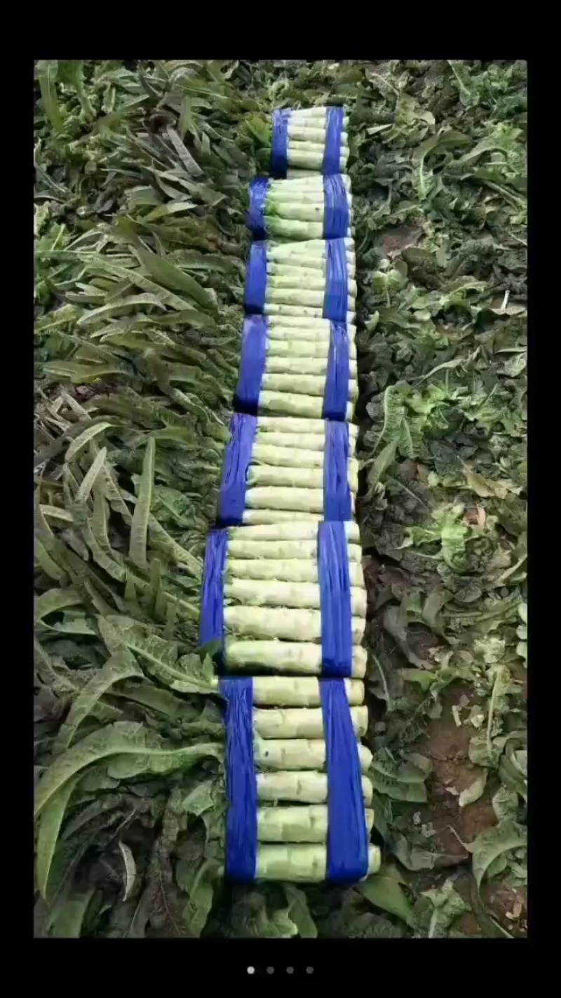 开封通许红叶莴笋大量上市。可供，商超，电商，市场