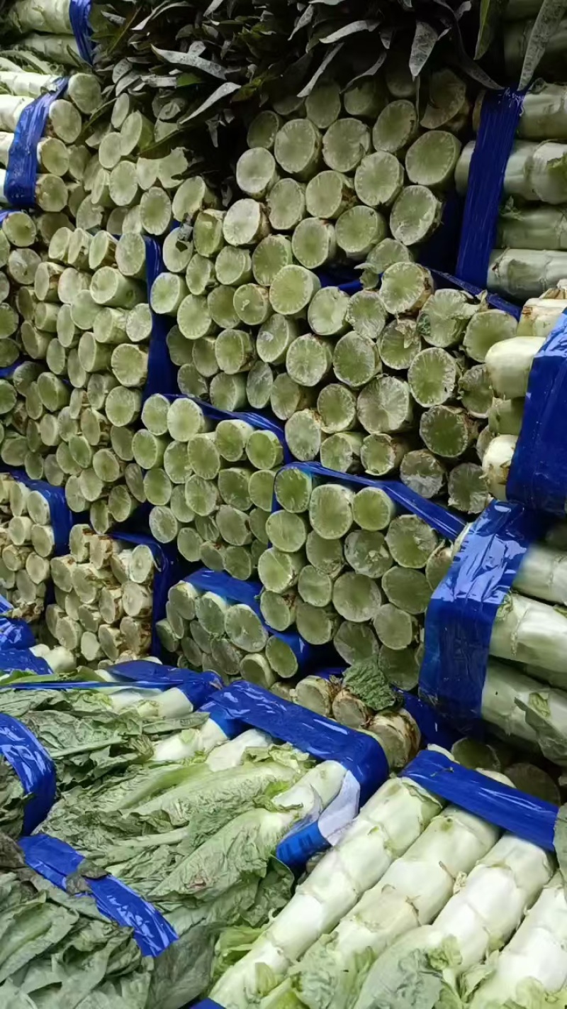 开封通许红叶莴笋大量上市。可供，商超，电商，市场