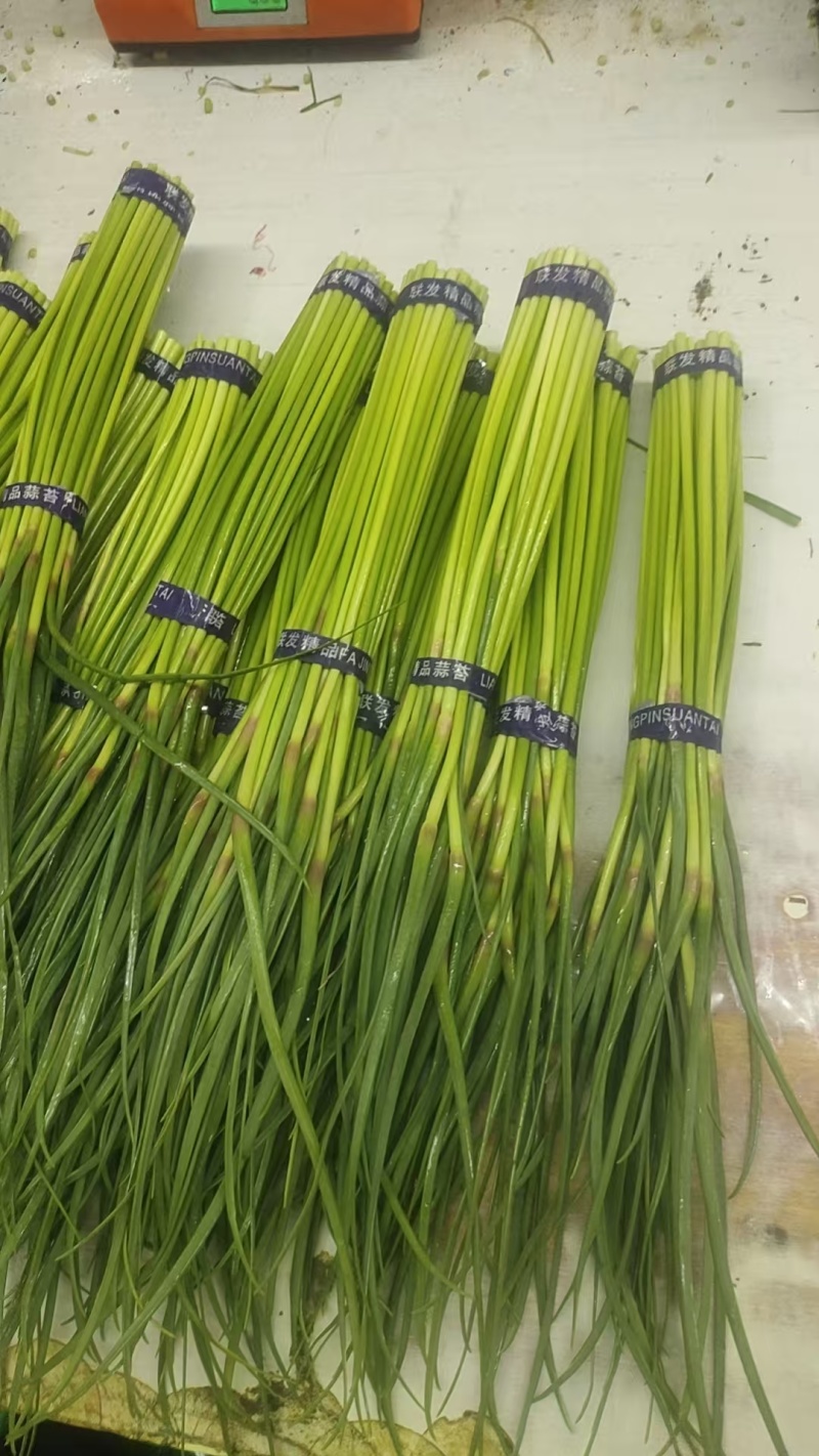 红帽蒜薹，精品小把，**各大市场，商超，大型超市