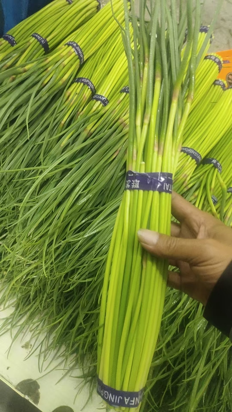 红帽蒜薹，精品小把，**各大市场，商超，大型超市