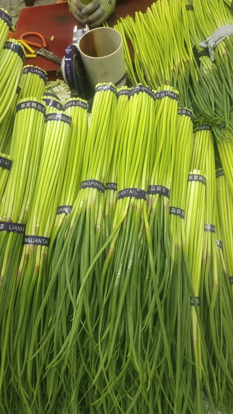 红帽蒜薹，精品小把，**各大市场，商超，大型超市