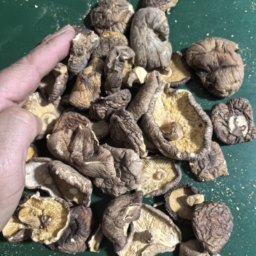 产地一手货源是个香菇拼多多卖包子店用