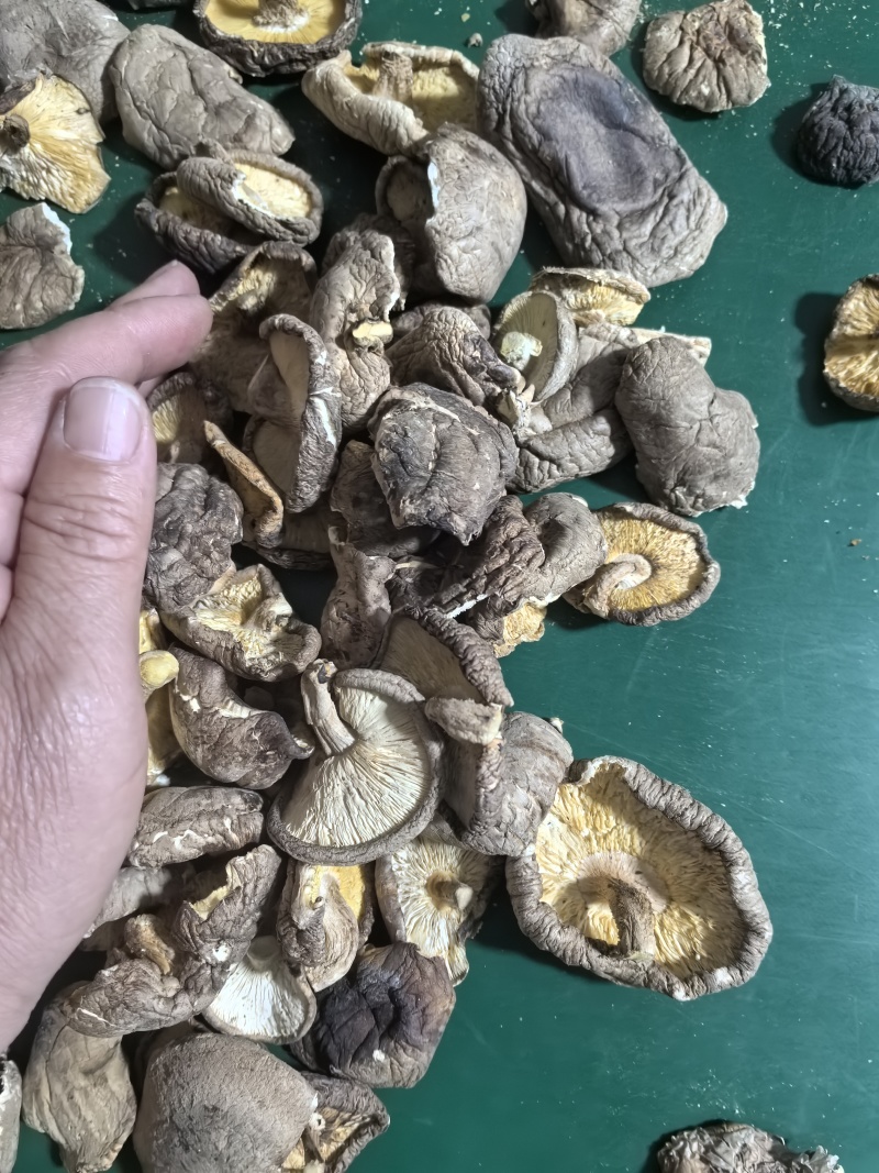 产地一手货源是个香菇拼多多卖包子店用