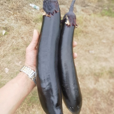 自家基地种的，质量好价格合适。
