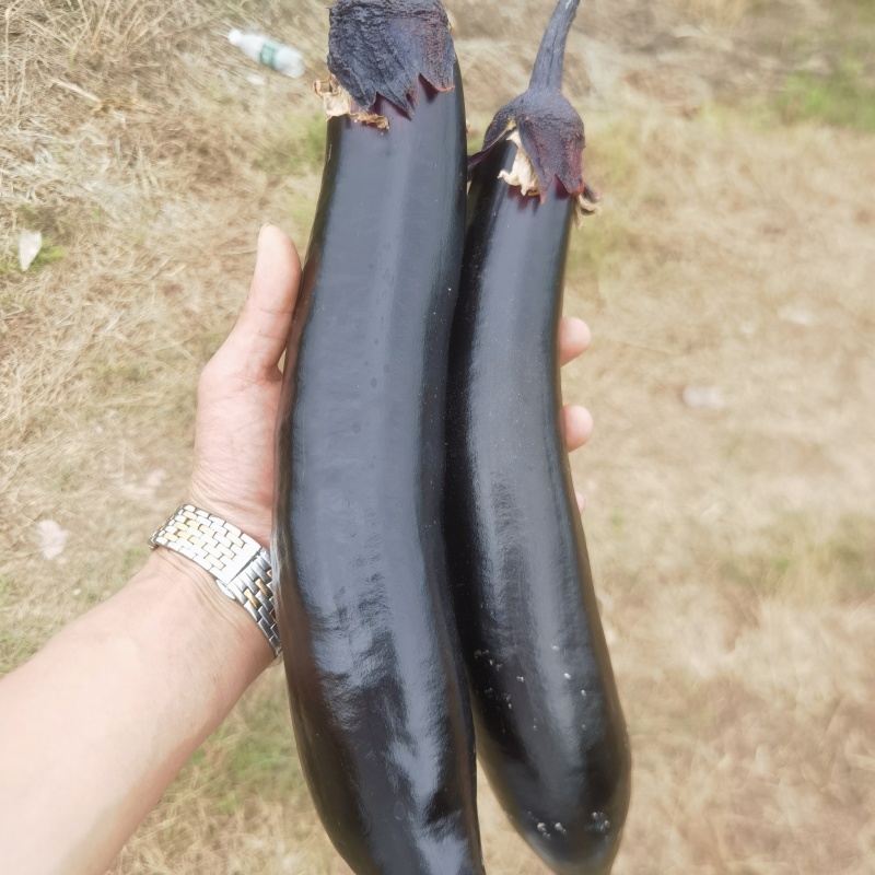 自家基地种的，质量好价格合适。