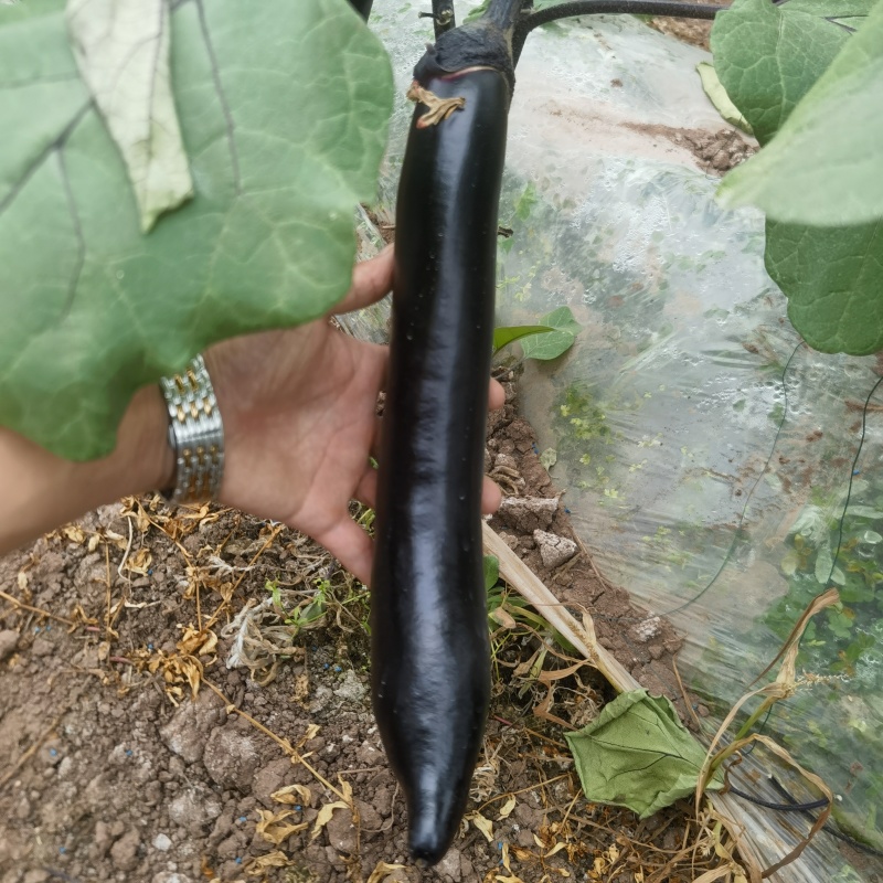 自家基地种的，质量好价格合适。