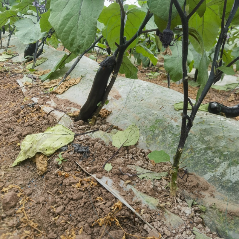 自家基地种的，质量好价格合适。