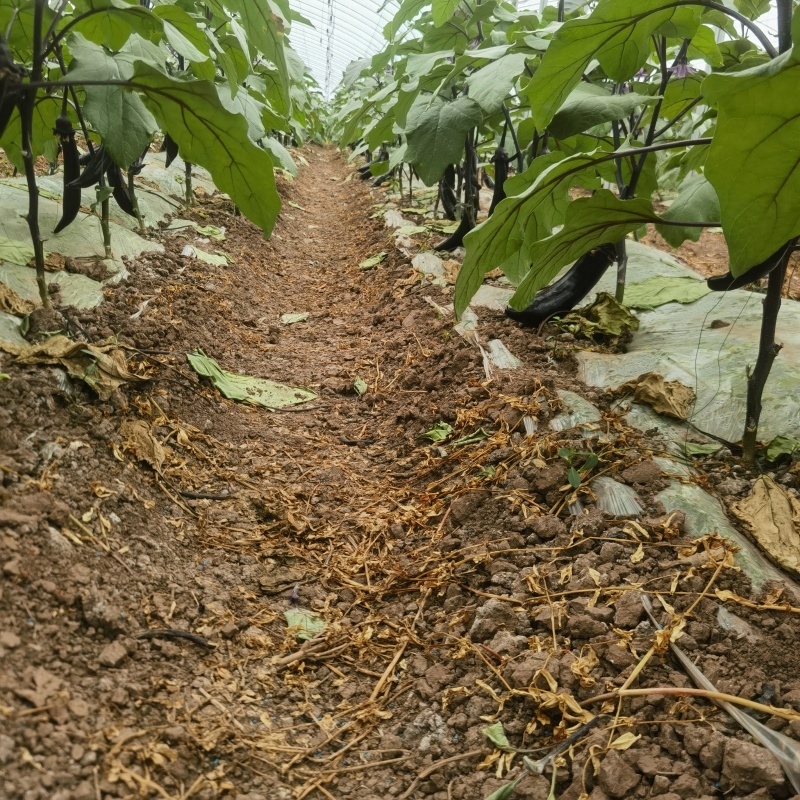 自家基地种的，质量好价格合适。