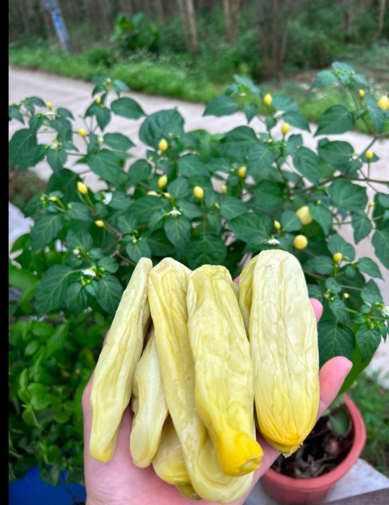 钦州特色本地特产，随便炒都好吃，不咸，不是咸菜。