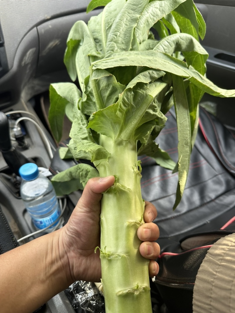 当季新鲜莴笋产地一手货源量大价优可议价