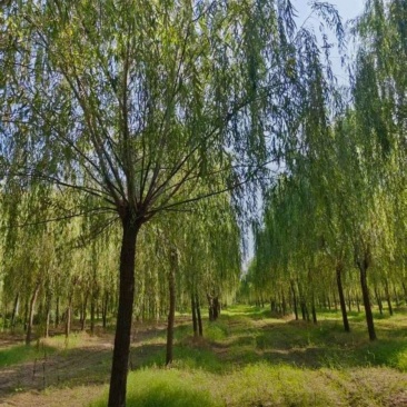 苗圃大量出售12公分垂柳