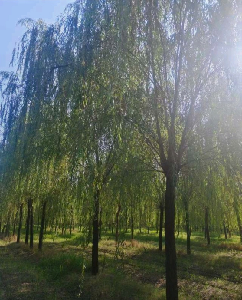 苗圃大量出售12公分垂柳
