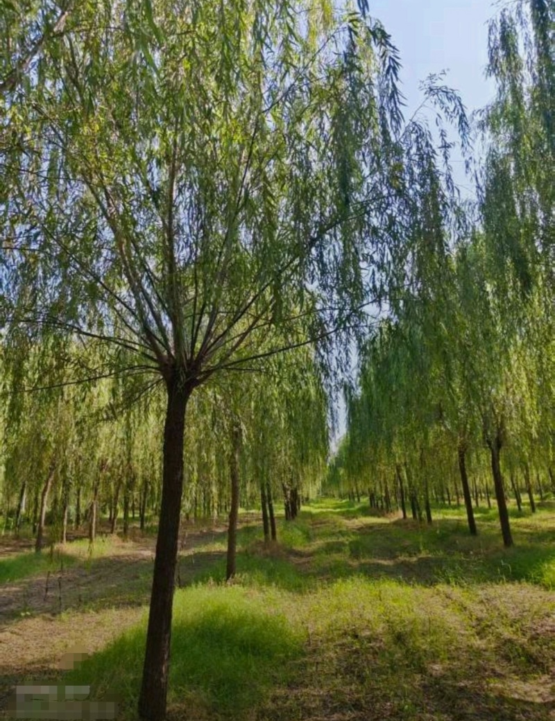 苗圃大量出售12公分垂柳