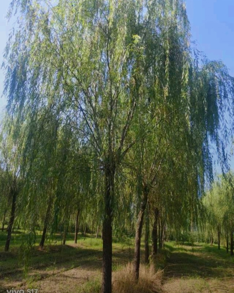 苗圃大量出售12公分垂柳