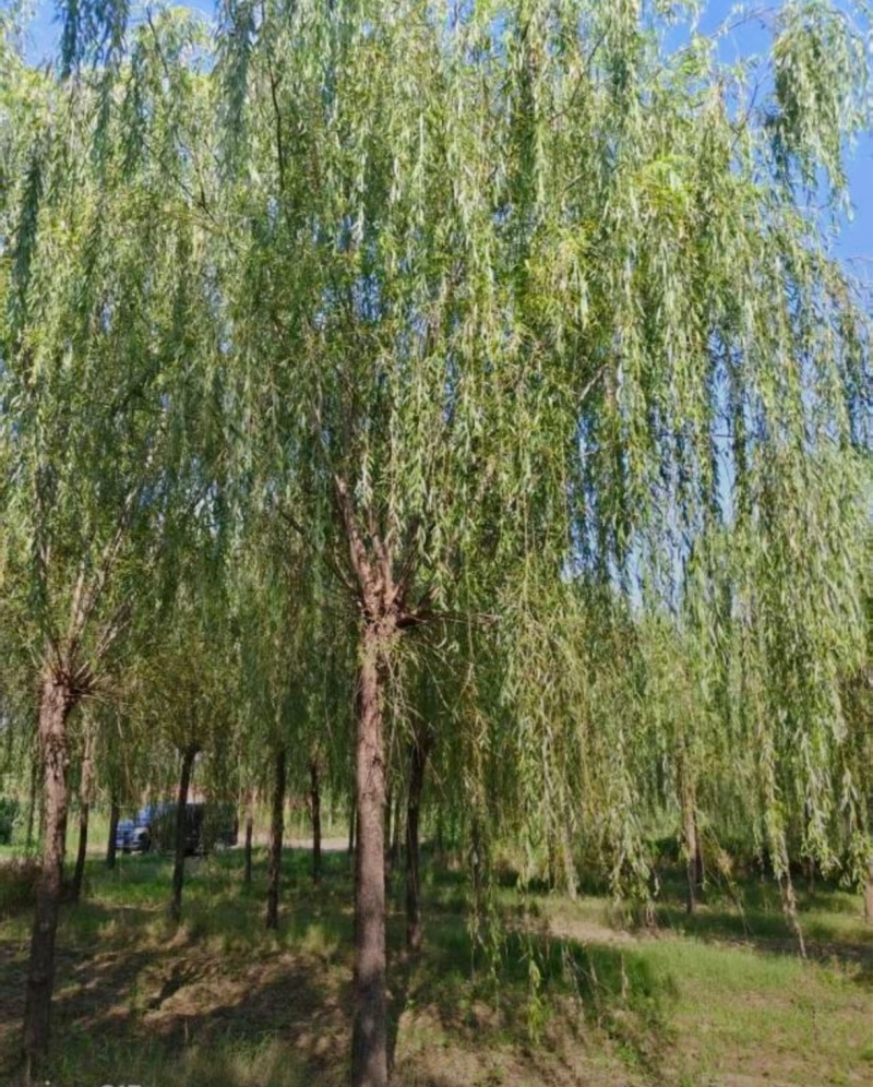 苗圃大量出售12公分垂柳