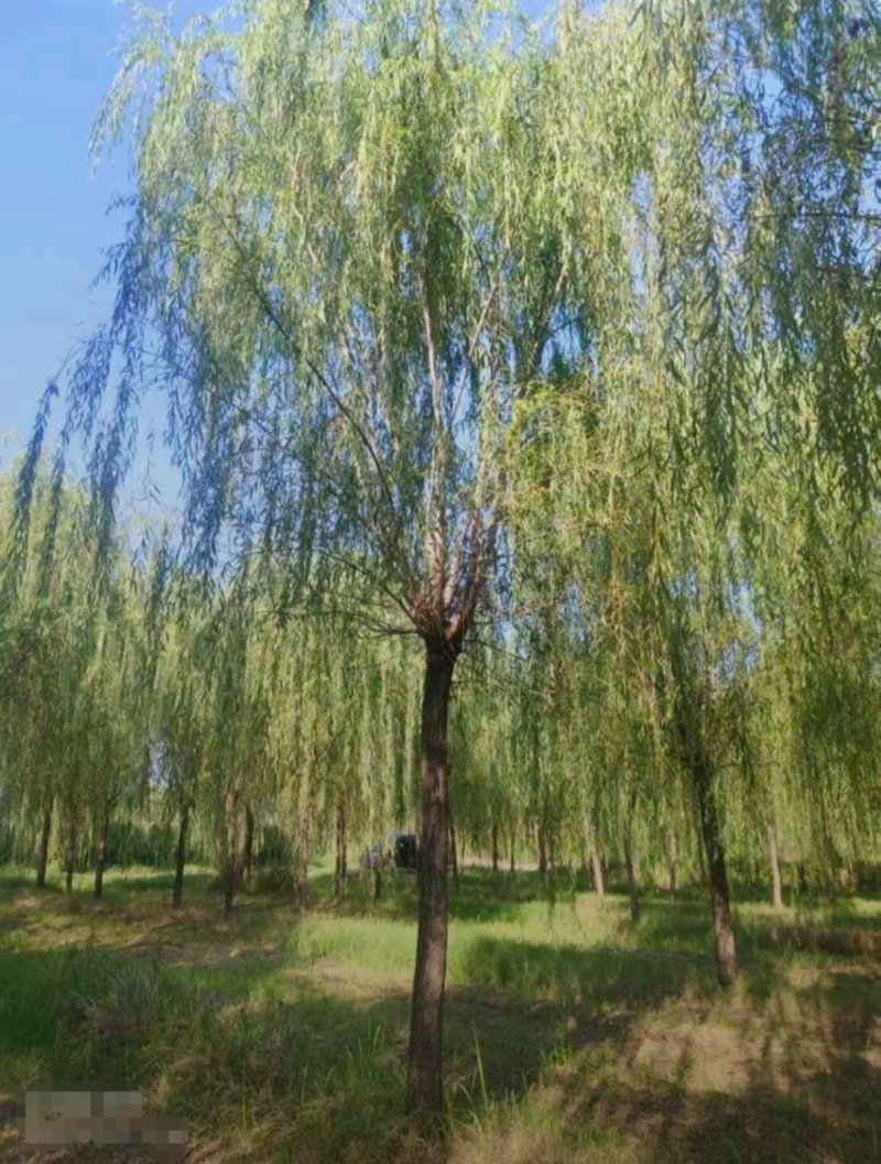 苗圃大量出售12公分垂柳