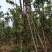 4-5公分艾斯卡嘉宝果树佛山自提带土球四季结