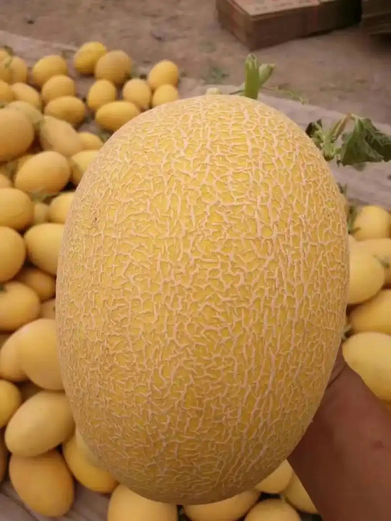 新疆哈密瓜产地发货，新鲜上市价格优惠欢迎购买