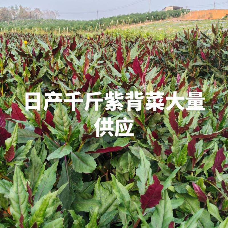 广西紫背菜大量供应