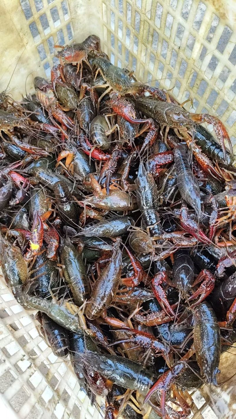 鲜活小龙虾