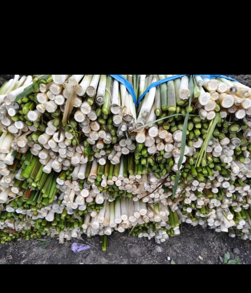 精品蒲菜