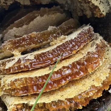 农村自家土蜂蜜，每年有几千斤