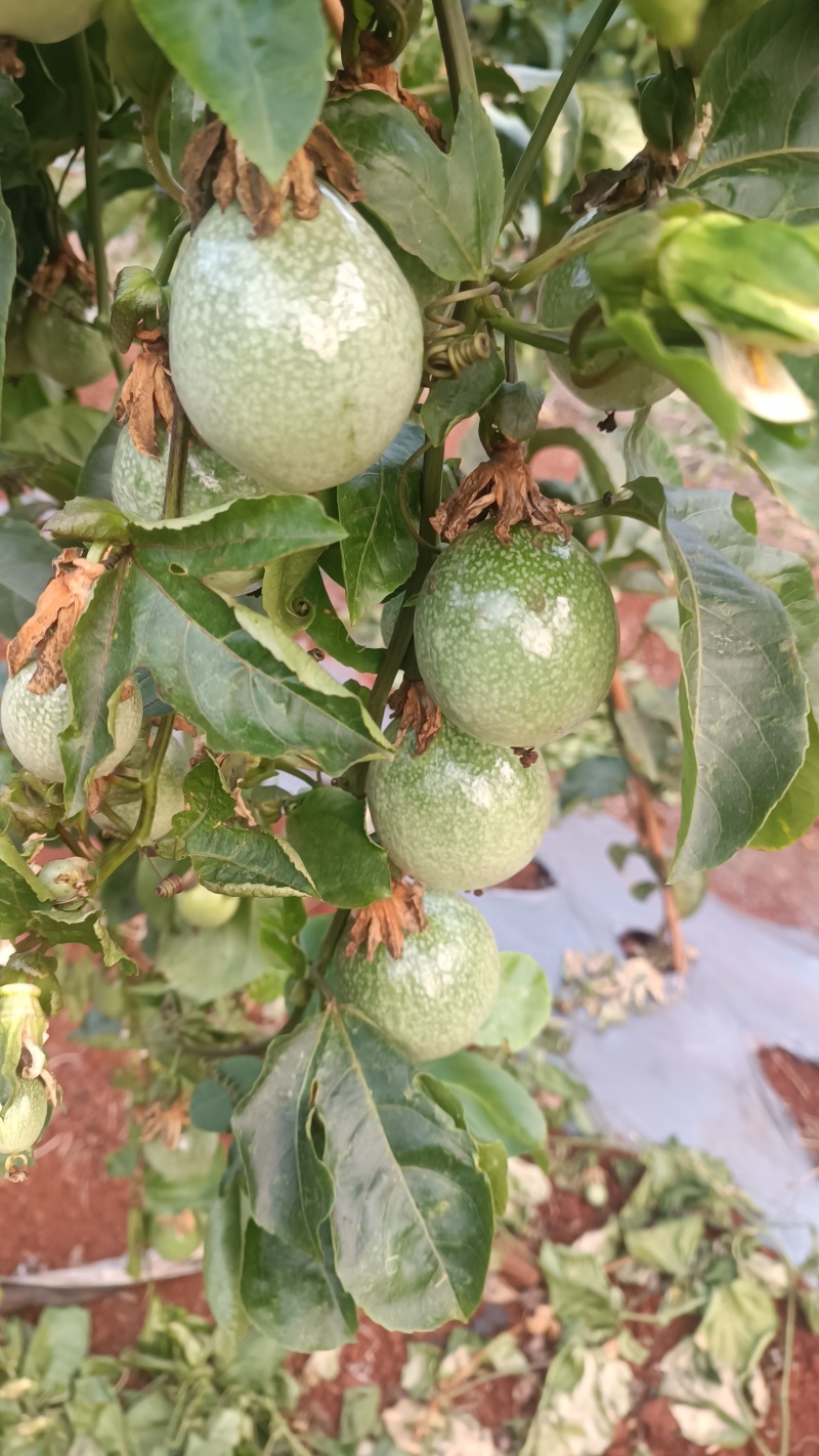 百香果