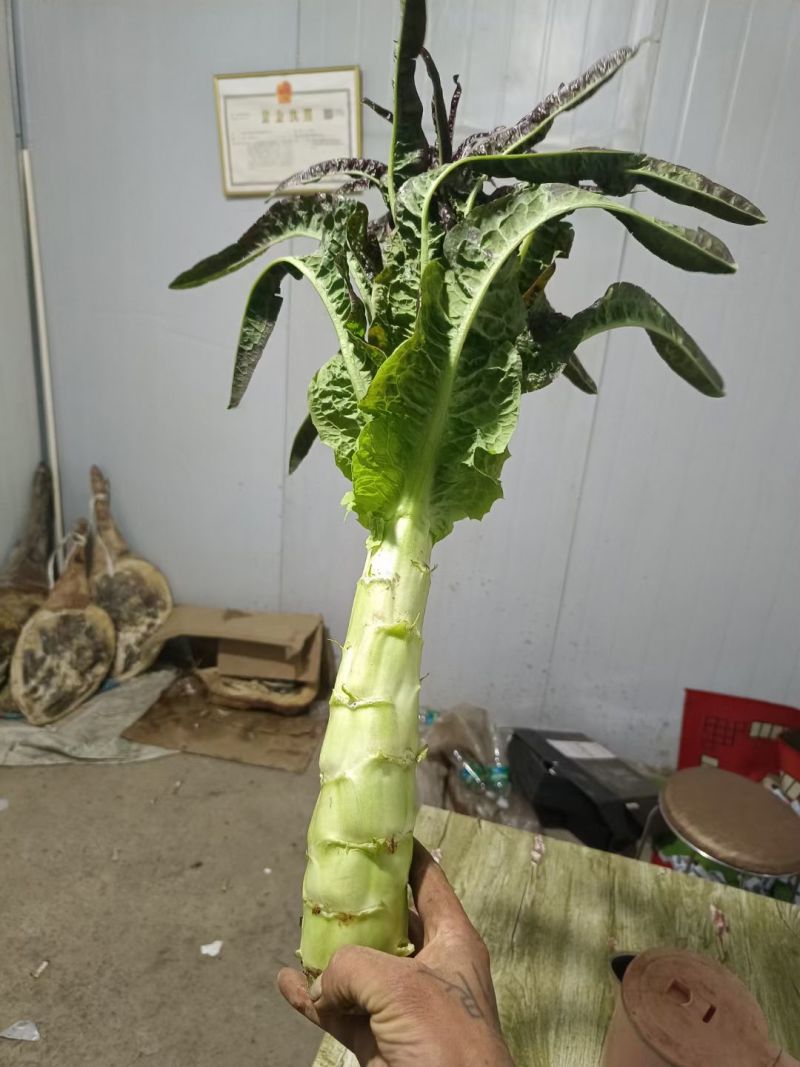 云南莴笋