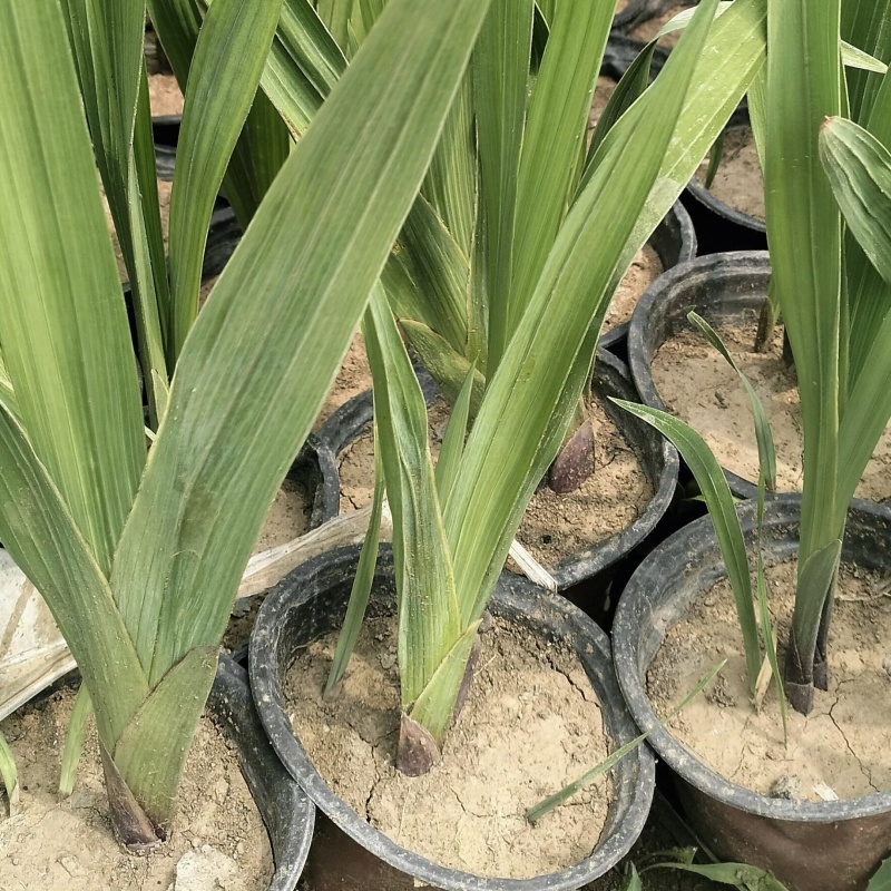 优质唐菖蒲自家种植一手货源保质保量量大优惠