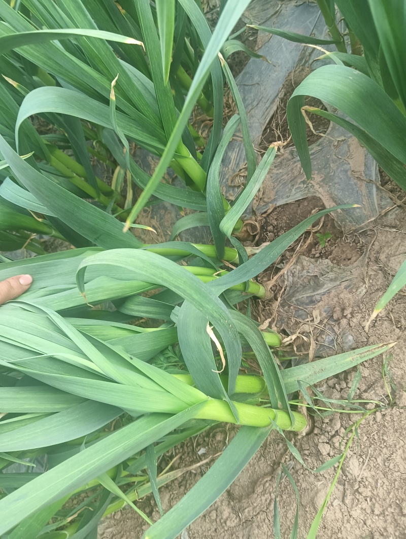 陇县红根蒜苗
