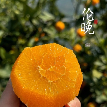 秭归伦晚湖北宜昌清甜爆汁