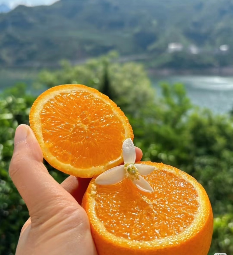 秭归伦晚湖北宜昌清甜爆汁