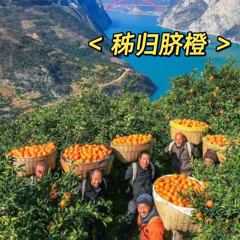 秭归伦晚湖北宜昌清甜爆汁
