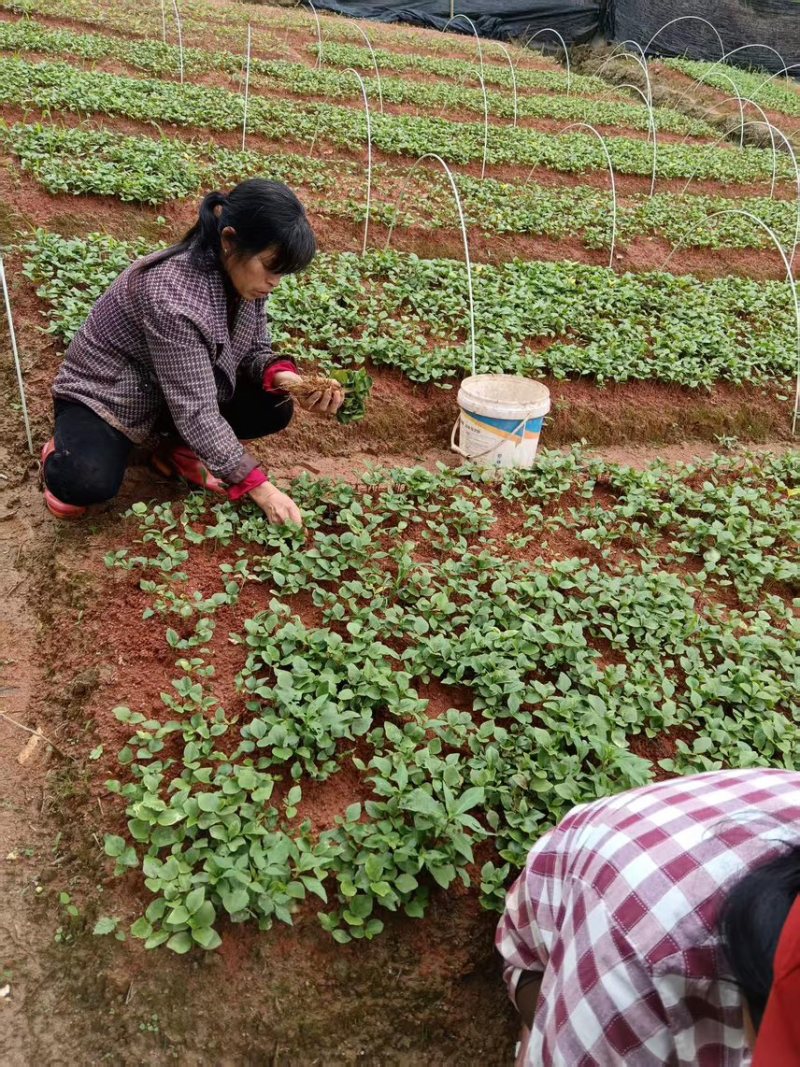 红榉芽苗：奉新县邹家苗圃基地大量供应芽苗