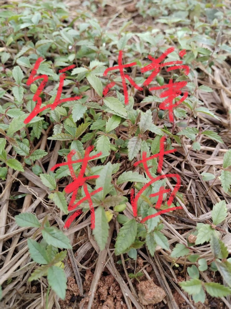 红榉芽苗：奉新县邹家苗圃基地大量供应芽苗