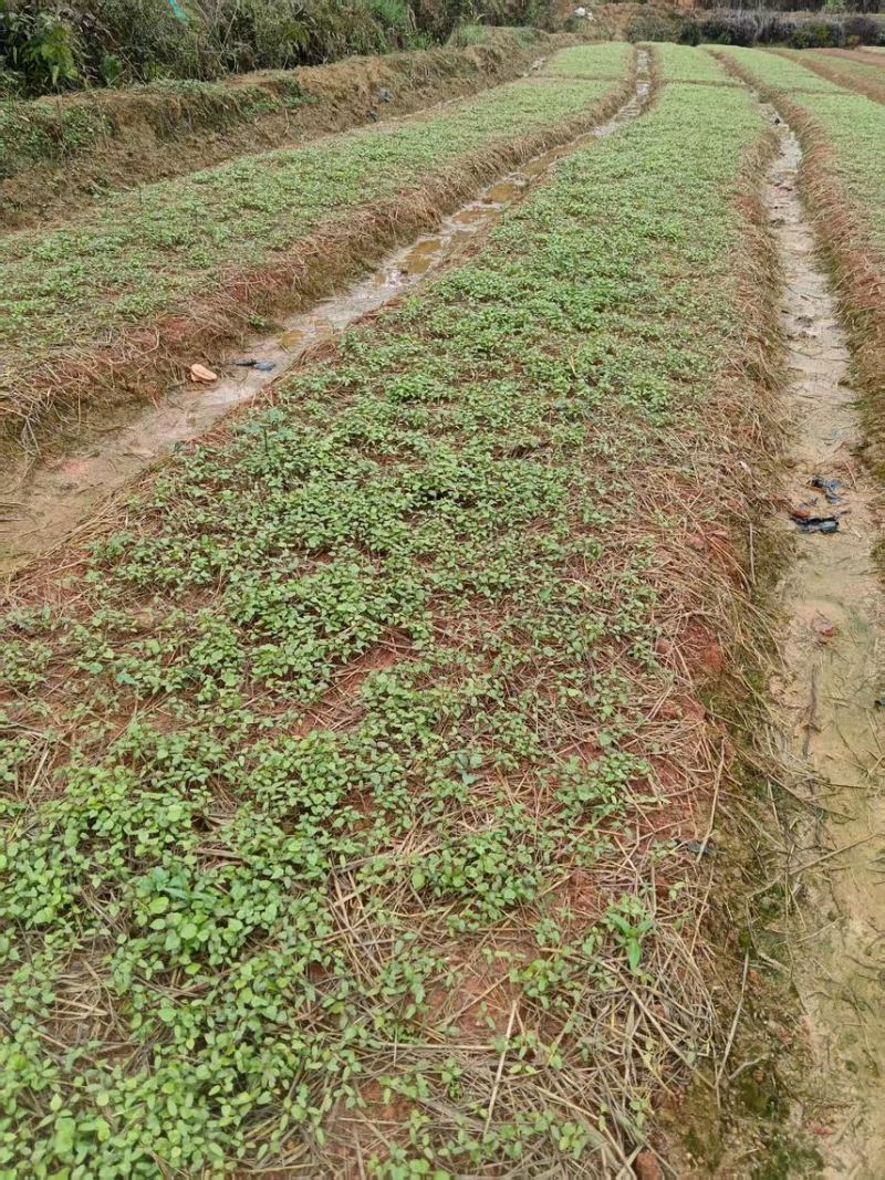 红榉芽苗：奉新县邹家苗圃基地大量供应芽苗