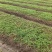 红榉芽苗:奉新县邹家苗圃基地大量供应芽苗