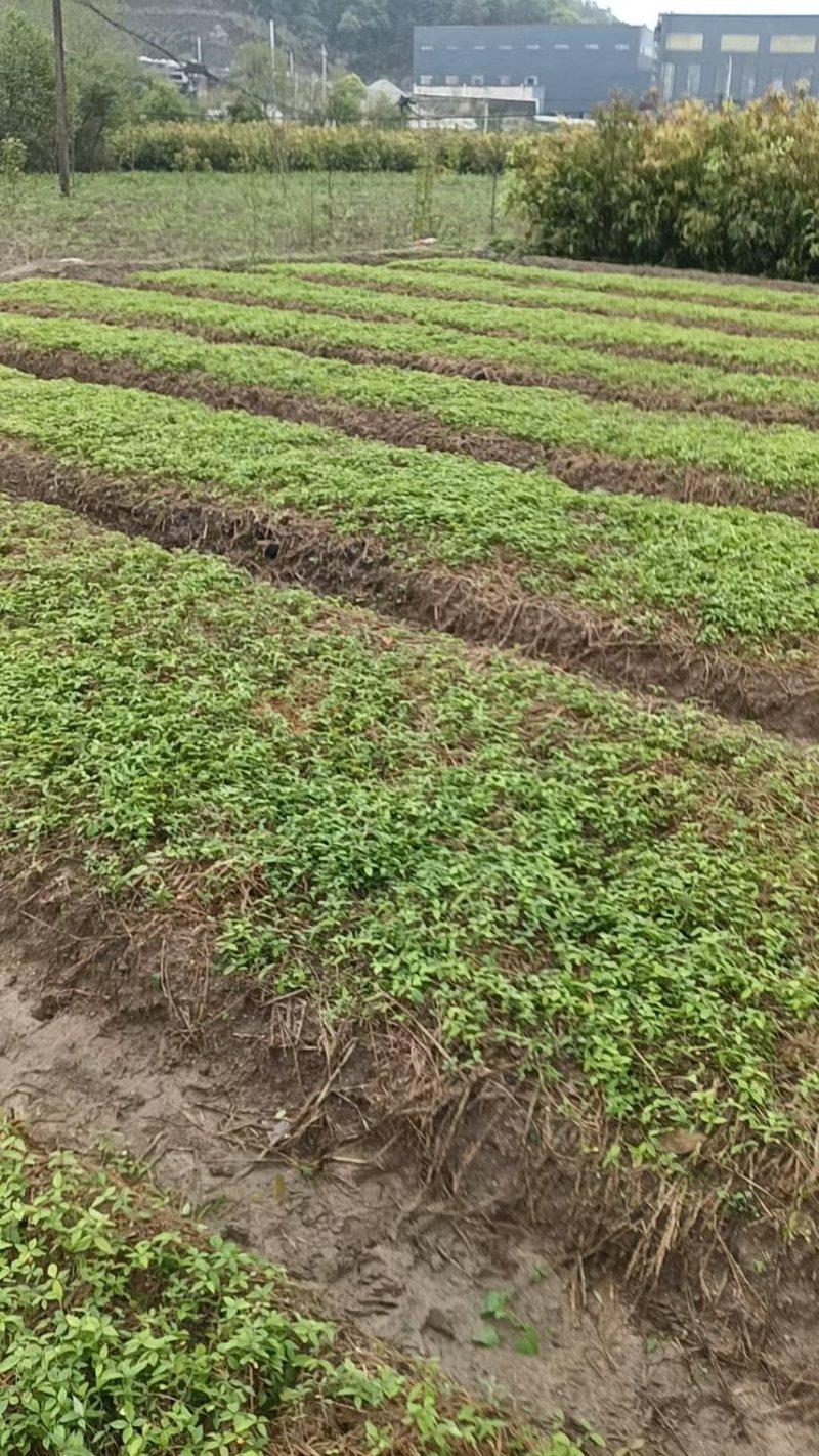 红榉芽苗：奉新县邹家苗圃基地大量供应芽苗