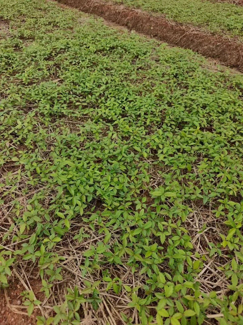 红榉芽苗：奉新县邹家苗圃基地大量供应芽苗