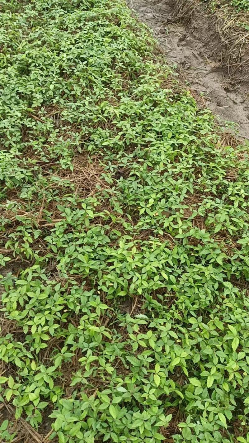 麻栎芽苗：奉新县邹家苗圃基地大量供应芽苗
